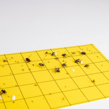 Désinsectiseur UV à Plaque de Glu 100 m² Gardigo | BirdGard - France