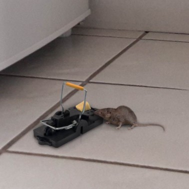 Pièges à Souris - Lot de 2