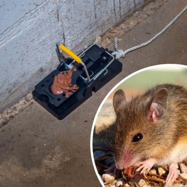 Pièges à Souris - Lot de 2