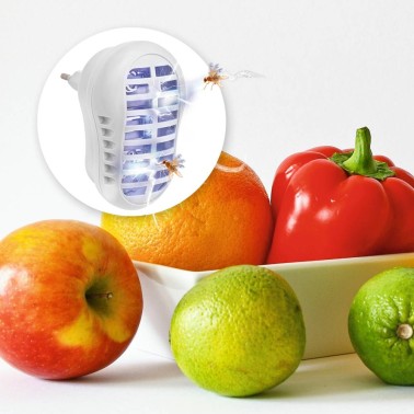 Piège à Mouches des Fruits