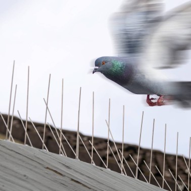 Pics Anti-Pigeons