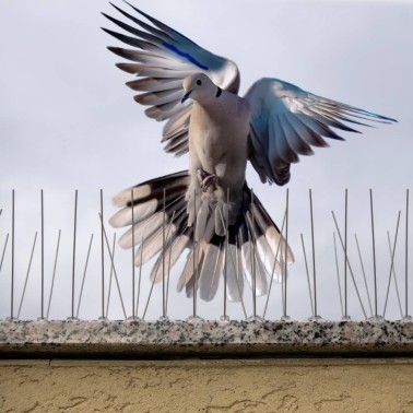 Pics Anti-Pigeons