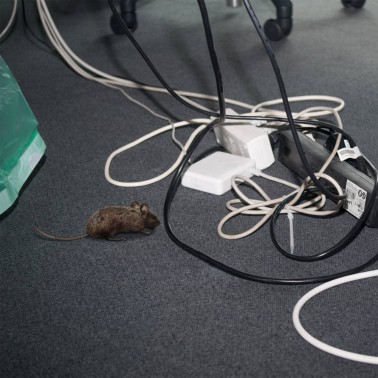 Prise Anti Souris