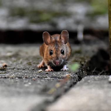 Répulsif Ultrason Anti Souris et Rats à Piles