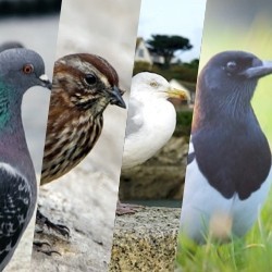 Espèces d'Oiseaux