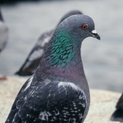 Éloigner les Pigeons