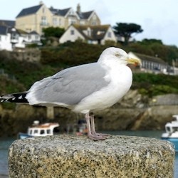 Éloigner les Mouettes