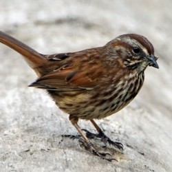 Éloigner les Moineaux