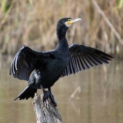 Éloigner les Cormorans