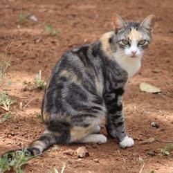 Éloigner les Chats