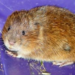 Éloigner les Rats, Souris