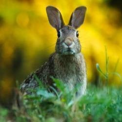 Éloigner les Lapins