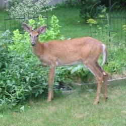 Éloigner les Cerfs
