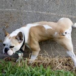 Éloigner les Chiens