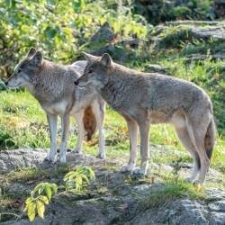Éloigner les Loups, Renards