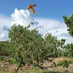 Effaroucheurs Visuels d’Oiseaux
