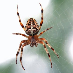 Araignées