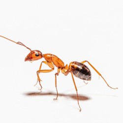 Fourmis