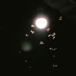 Insectes Volants